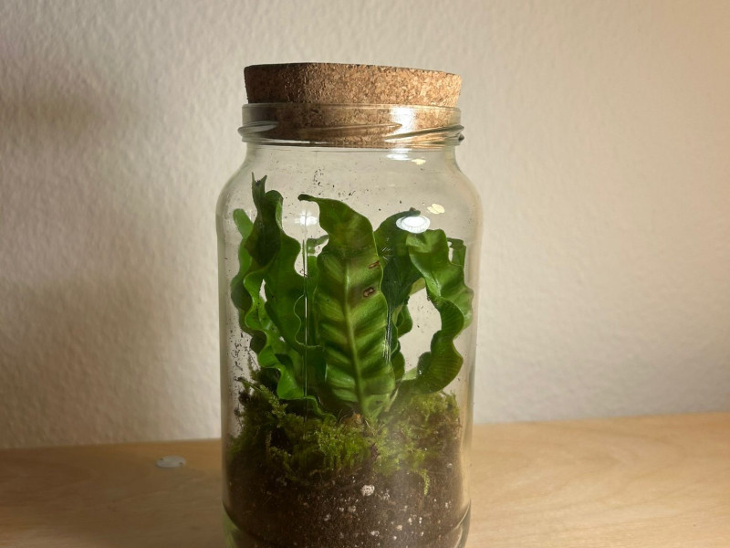 Crispy Wave Florarium